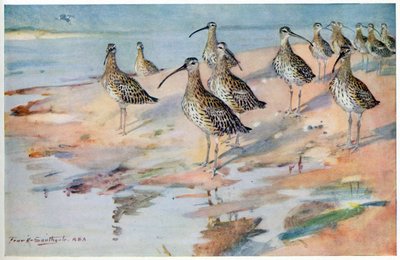 Curlew at Blakeney Point, illustration from 